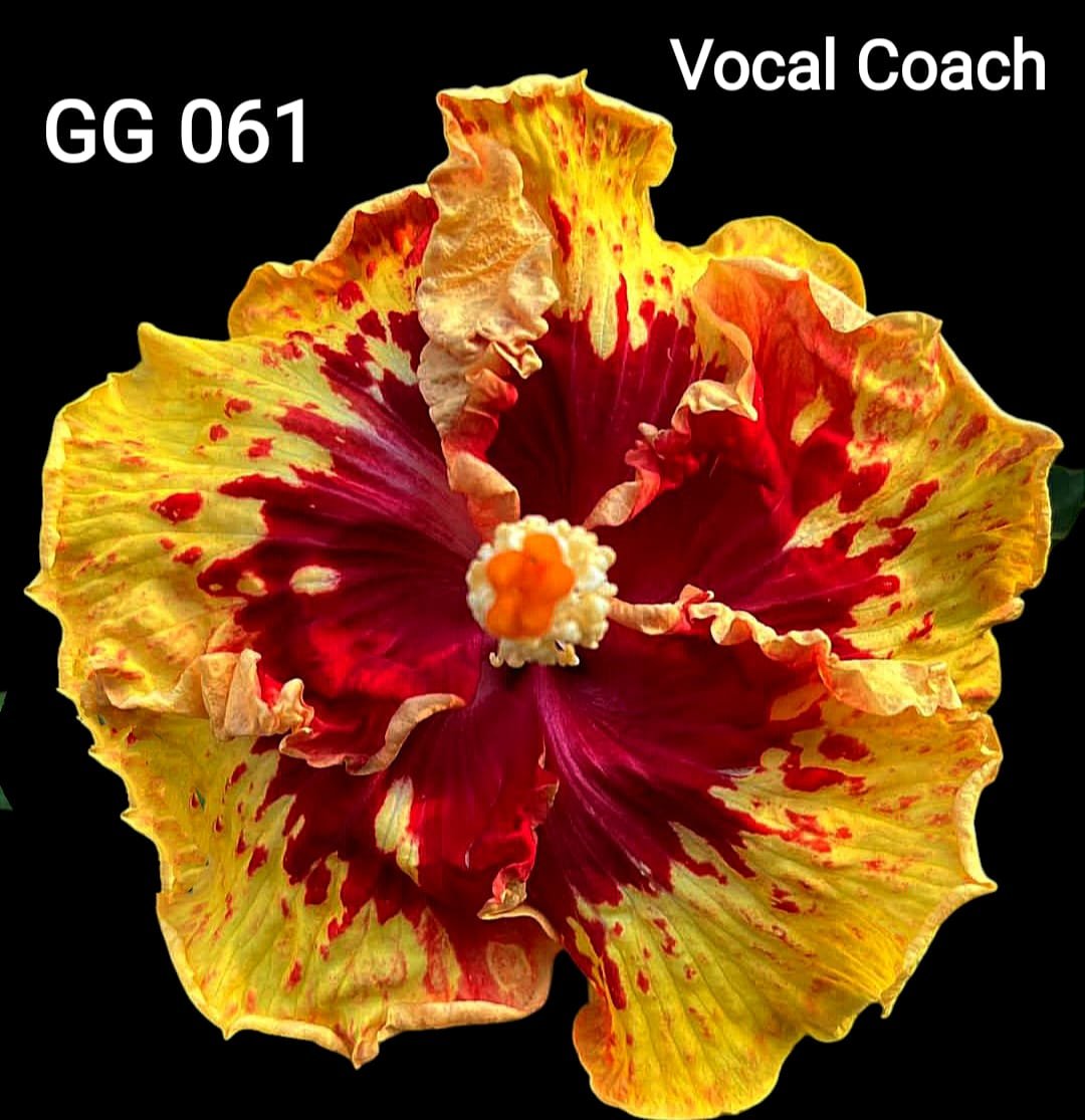 vocal Coach GG061
