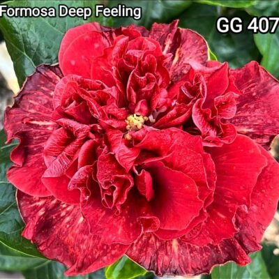 Formosa Deep Feeling CG407 Tropical hibiscus