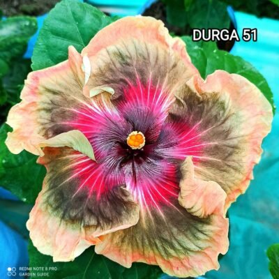 DURGA 51 Tropical hibiscus