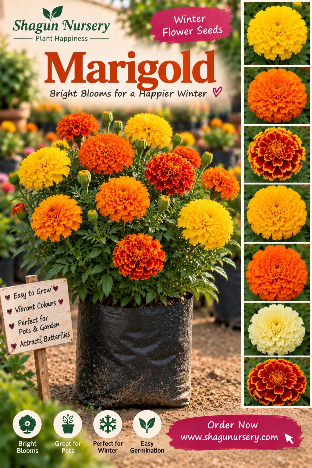 Marigold Seeds