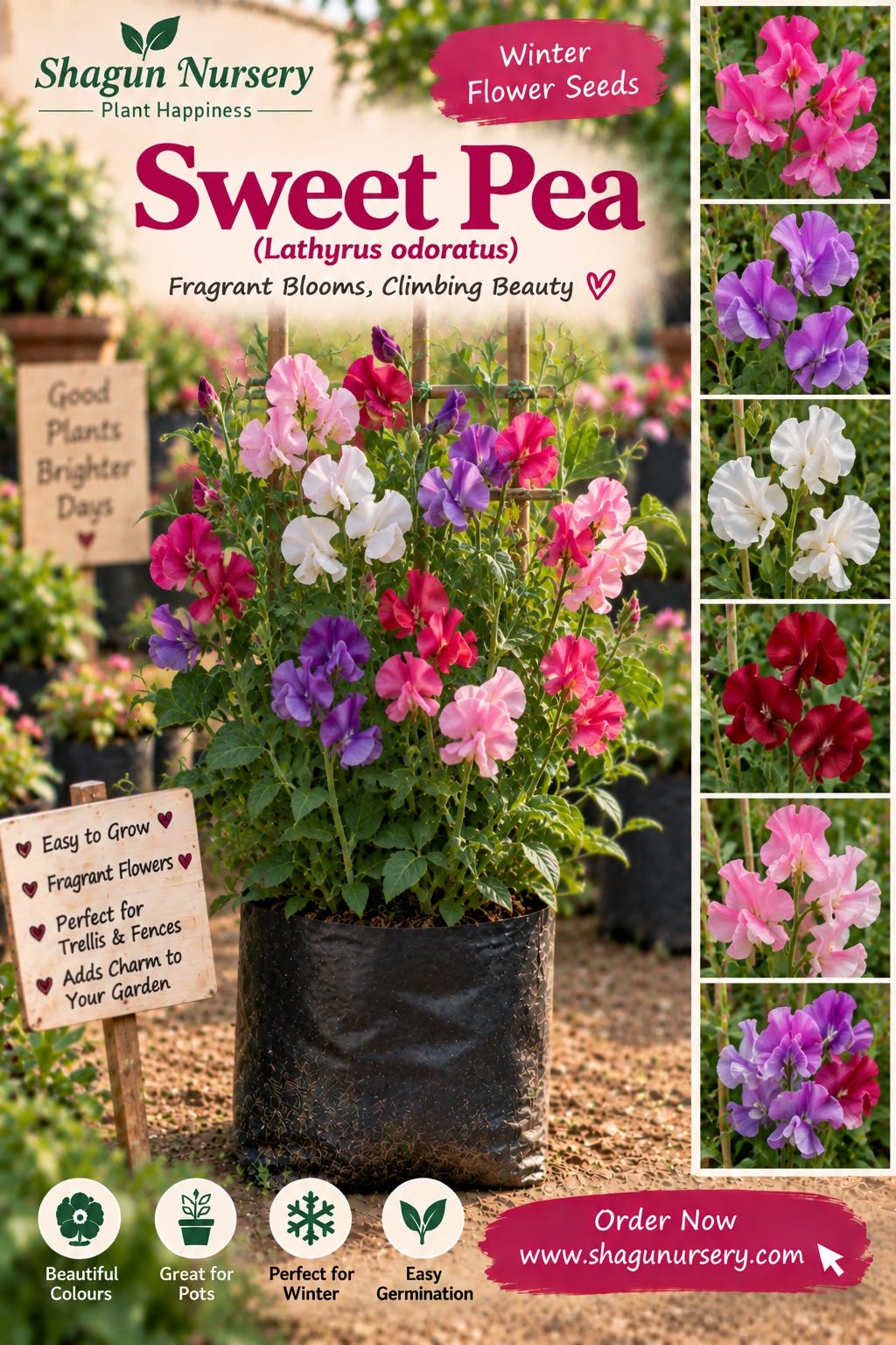 sweet pea seeds