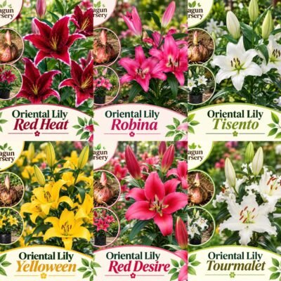 Oriental Lily (Combo of 6 different colours)